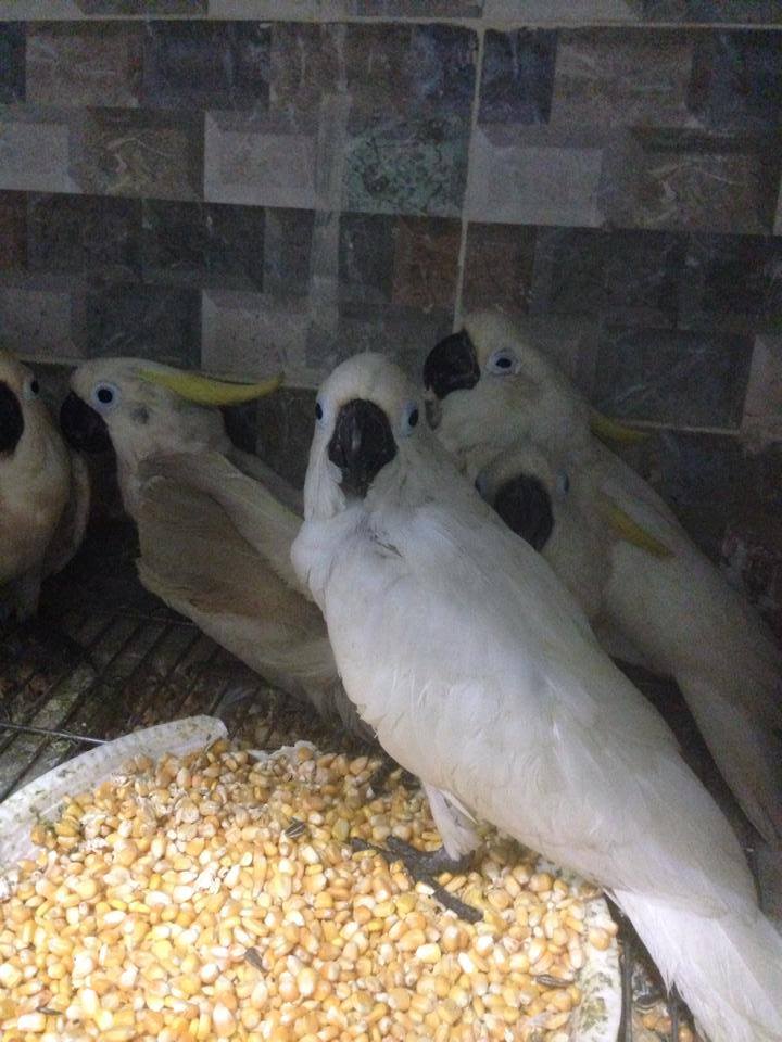 Pets Pakistan Charcoal Cockatiel Pair available