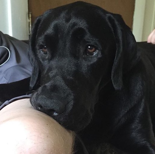 Pets Pakistan Pedigreed Labrador Females For sale