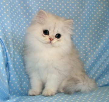 chinchilla persian cat for sale