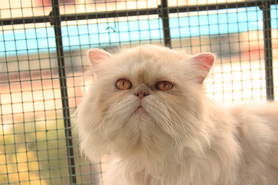 35+ Extreme Persian Cat Background Adopt Siberian Kitten