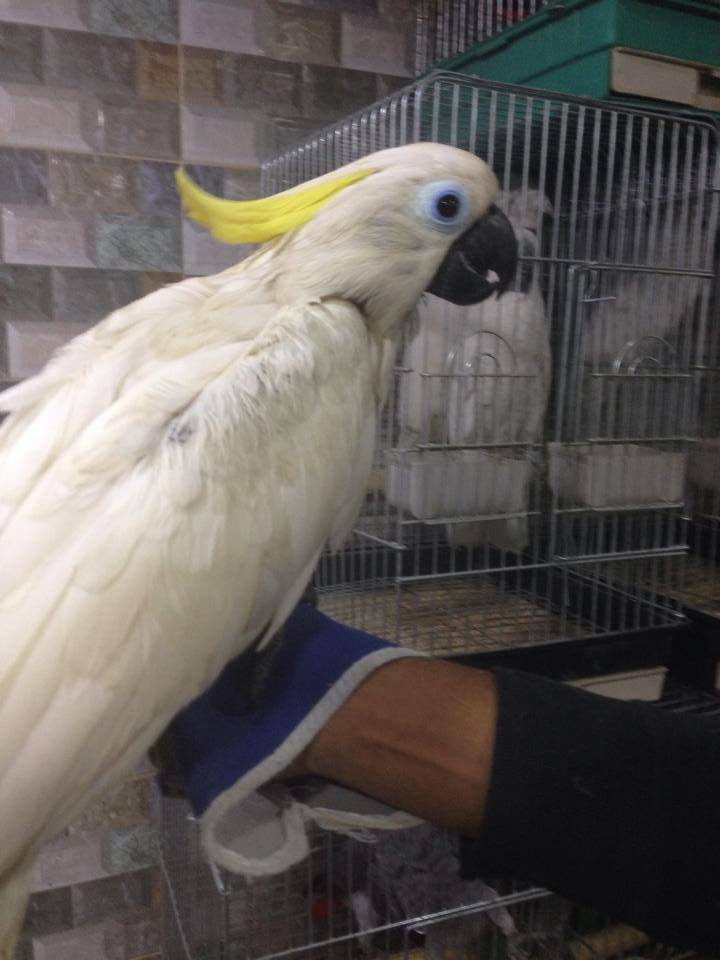 Pets Pakistan Charcoal Cockatiel Pair available