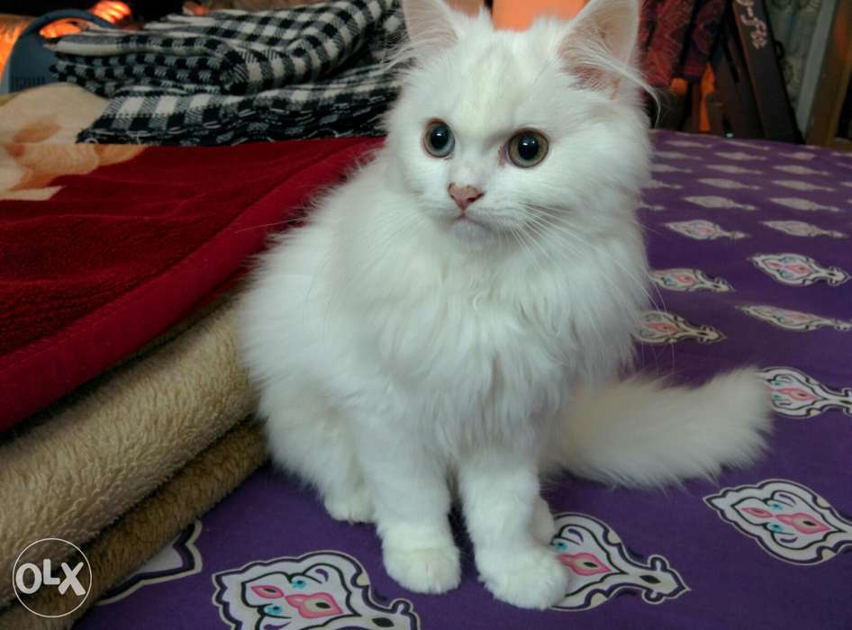 Pets Pakistan - Pure persian kitten looking for new home Pets Pakistan - Pure persian kitten looking for new home