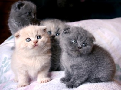 Pets Pakistan - Unusual Black Scottish Fold Kittens Kitten