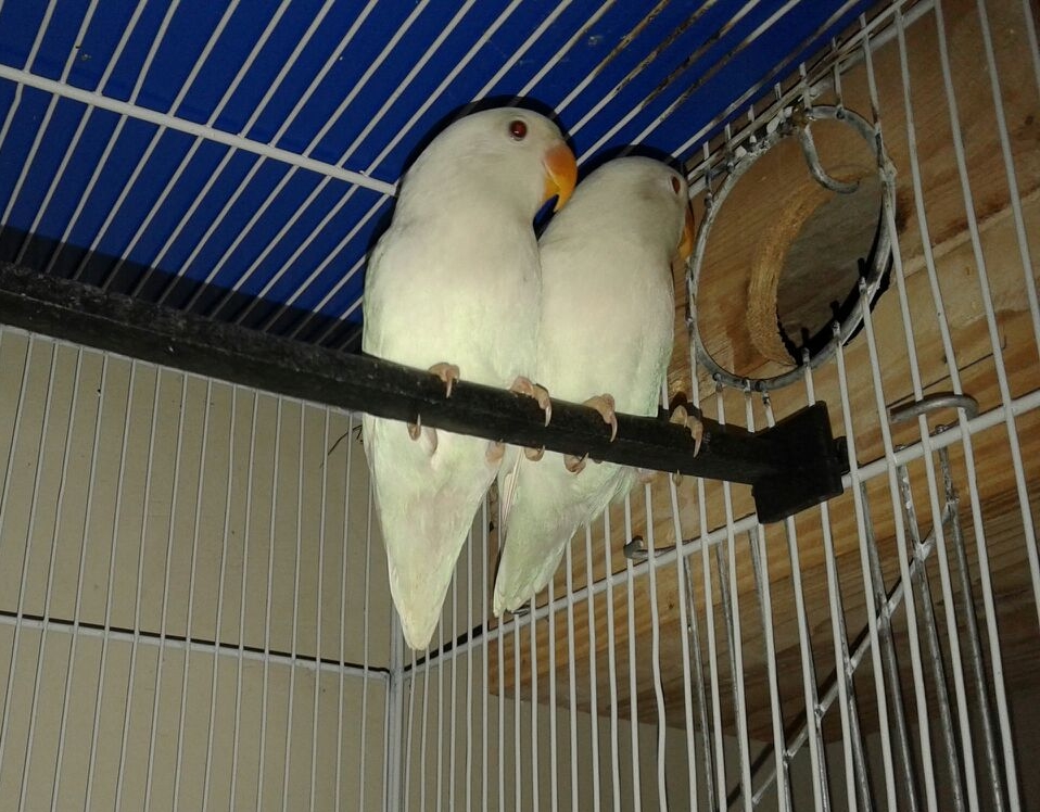 Pets Pakistan Albino Personata (Red Eyes) Pair available for sale