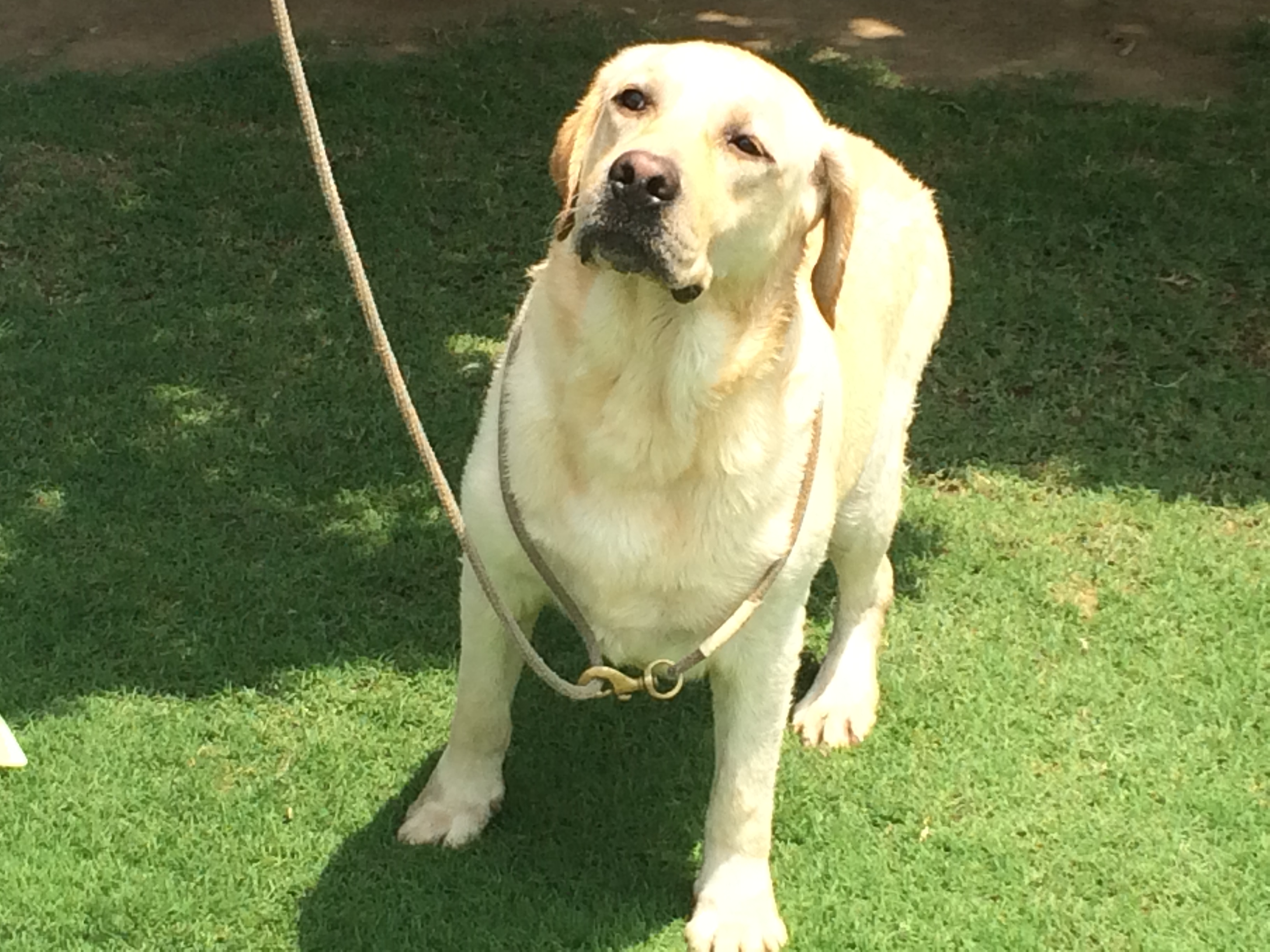 Pets Pakistan show lab for sale