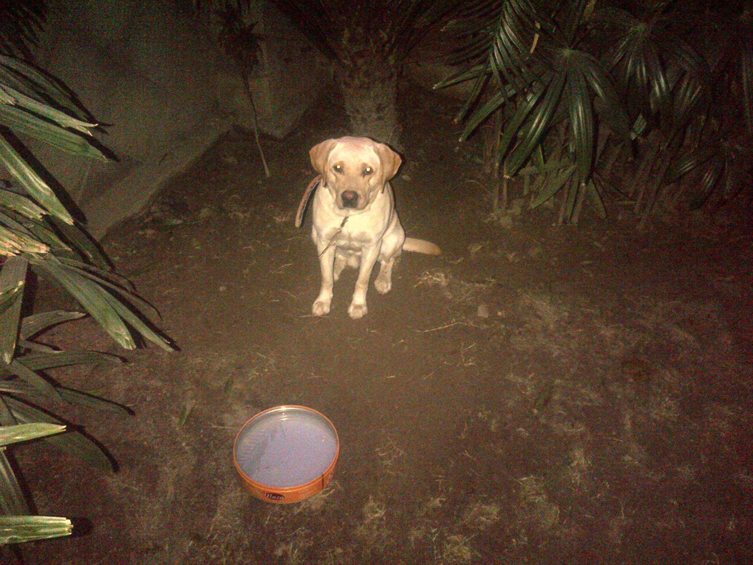 Pets Pakistan 15 months old Labrador pair for sale plus one female