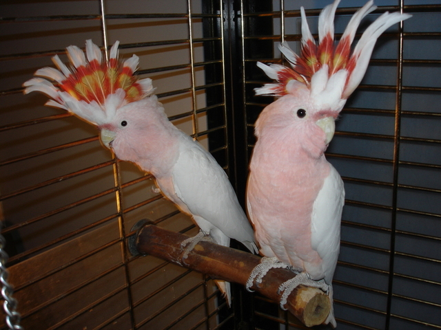 Pets Pakistan - PAIR OF MAJOR MITCHELL'S COCKATOO PARROTS ...