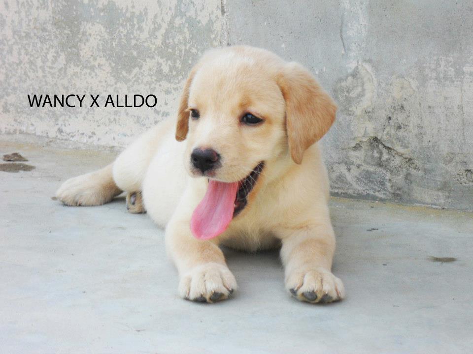 Pets Pakistan HIGHLY PEDIGREED LABRADOR PUPPIES FOR SALE..!!