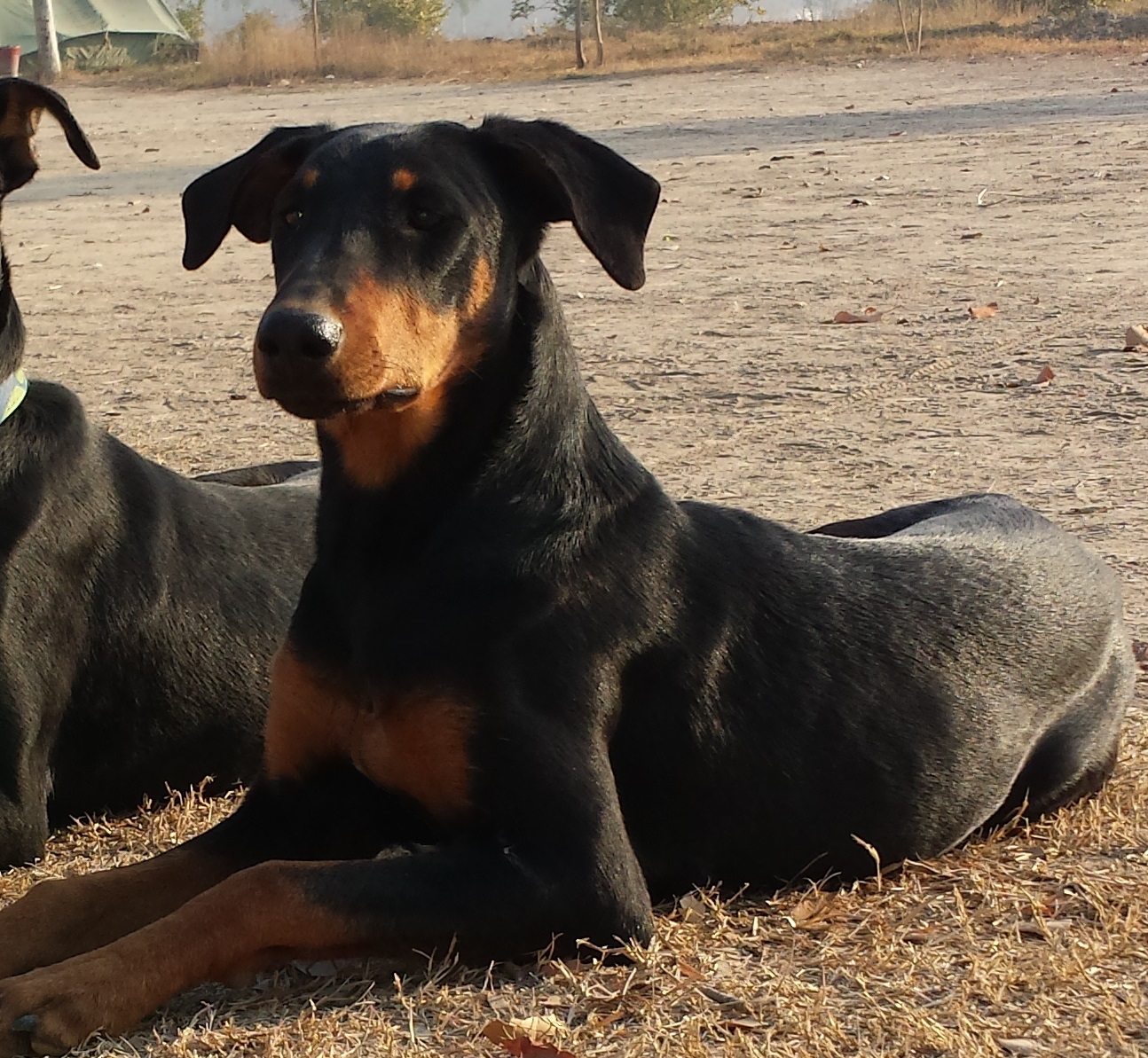 Pets Pakistan Highly trained female Doberman Pinscher