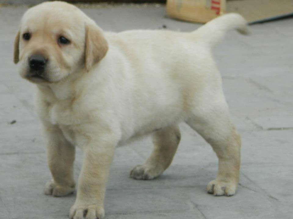 Pets Pakistan Labrador pupps show quality