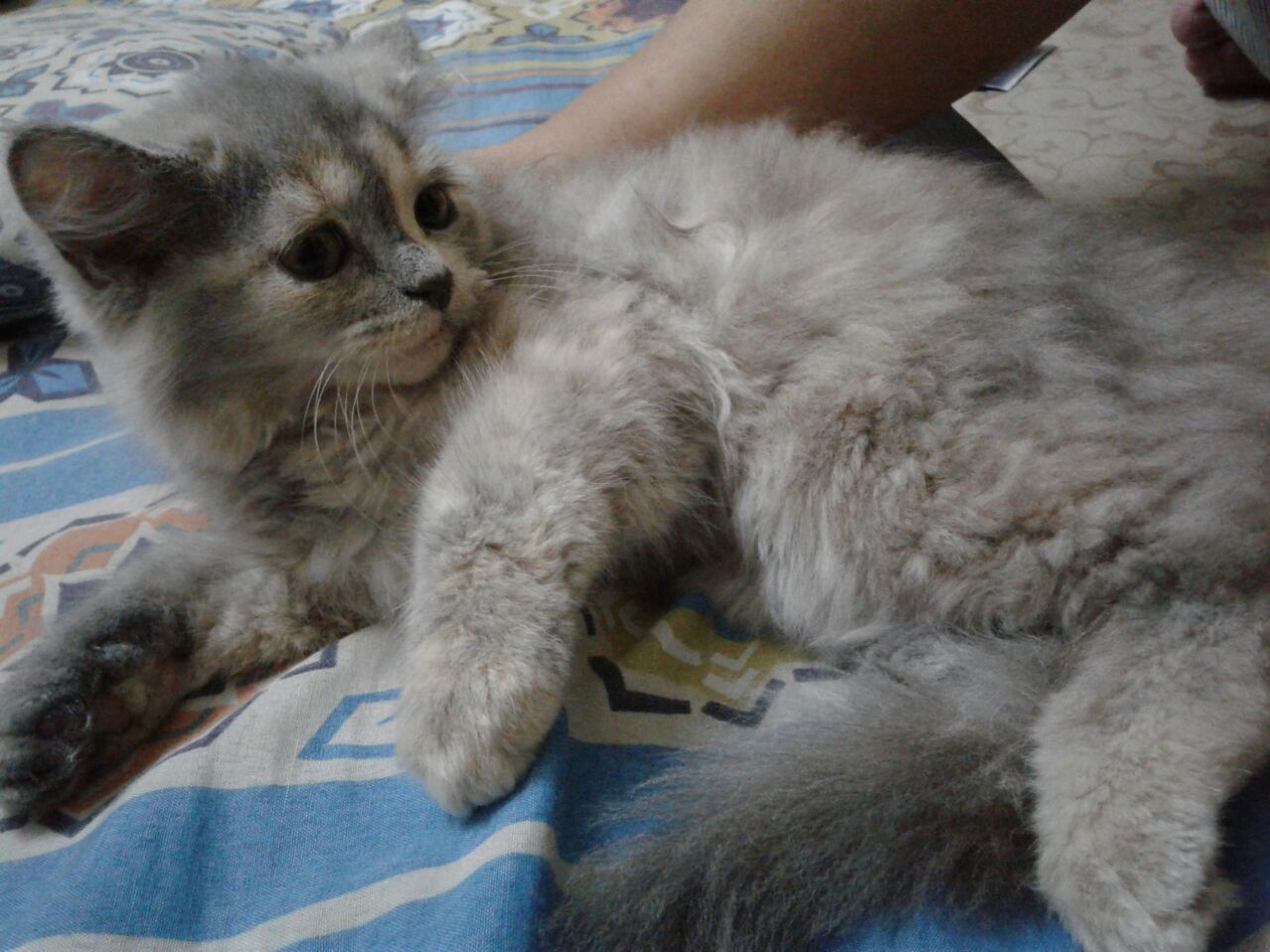 Pets Pakistan Persian Kitten