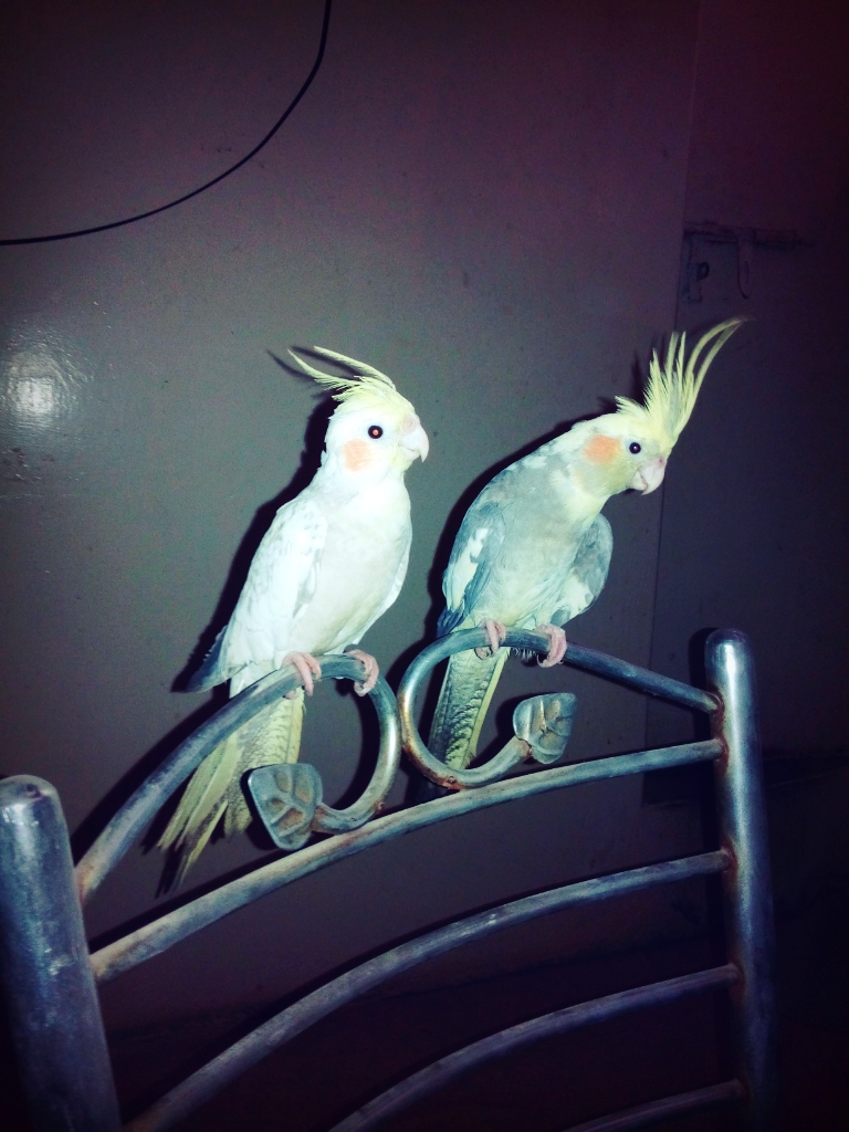Pets Pakistan Beautiful cockatiel pair
