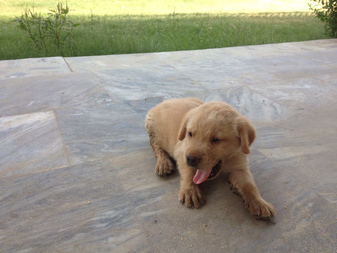Pets Pakistan Labrador puppy for sale