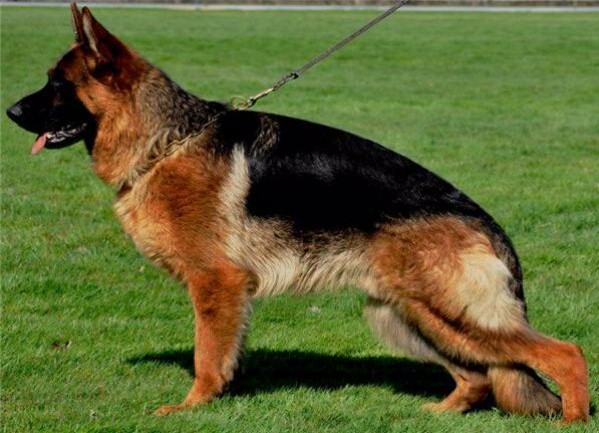 german shepherd pedigree puppies for sale