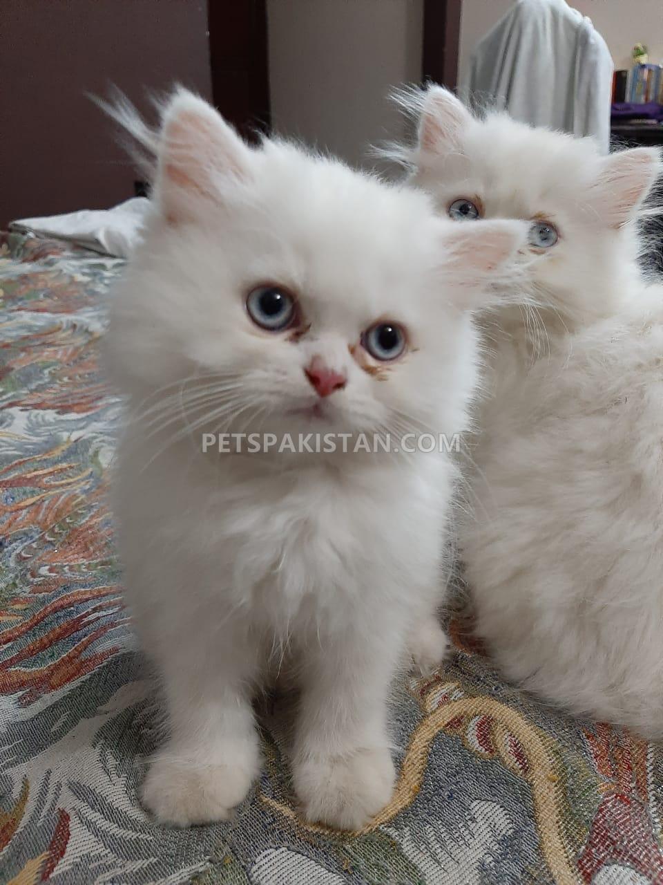 Pets Pakistan Persian Kittens