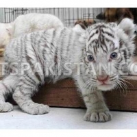 healthy-and-gorgeous-cheetah-cubs-tiger-cubs-lion-cubs-for-sale-for-sale--islamabad