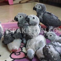 grey-parrots-for-sale-african-grey-parrot-qabula