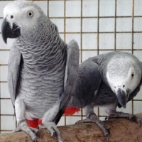 beautiful-african-grey-parrot-for-adoption-african-grey-parrot-abadi-jalalpur-pirwala