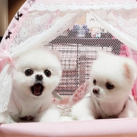 i-have-available-2-pomeranian-puppies-pomeranian-abbasia-2