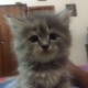 persian-kittens-persian-cats-karachi