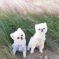 i-have-available-2-pomeranian-puppies-pomeranian-bahrain-4