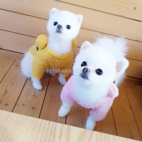 i-have-available-2-pomeranian-puppies-pomeranian-bahrain
