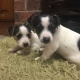 puppy-for-adoption-other-abbottabad
