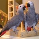 parrot-for-adoption-african-grey-parrot-amir-pur-sadat