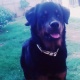 for-sale-rottweiler-karachi