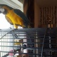 blue-and-gold-macaw-parot-other-lahore