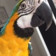 greenwinged-macaw-yelow-and-gold-macaw-macaws-abadi-jalalpur-pirwala-2