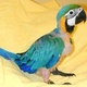 parrots-amazons-macaws-cockatoos-african-greys-and-fertile-eggs-cockatoos-karachi-3
