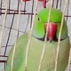 indian-ringneck-with-perfect-health-indian-ringneck-rawalpindi