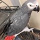 african-grey-congo-parrot-other-lahore-cant