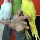 parrots-other-wah