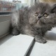 persian-kittens-for-sale-other-changa-manga