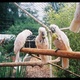 parrots-and-parrot-eggs-amazon-parrots-karachi-2