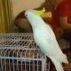 parrot-for-adoption-african-grey-parrot-chachran-sharif
