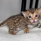 bengal-kittens-bengal-alipur-chatta
