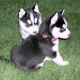 male-husky-for-sale-other-charsadda