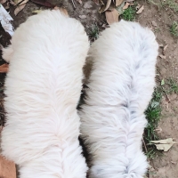 shitzu-pair-healthy-active-65000pair-shih-tzu-lahore-4