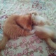 sale-persian-cat-turkish-cat-rawalpindi-2