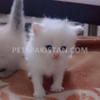 persian-cat-kittens-persian-cats-lahore-1