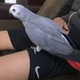 best-talkative-african-grey-birds-now-ready-african-grey-parrot-daharki