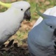 gorgeous-female-umbrella-cockatoo-other-gujranwala-sadar
