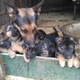 german-shepherd-x-pups-vaccinated-other-lahore