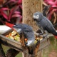 african-greys-parrots-african-grey-parrot-abbottabad