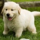 registered-golden-retriever-puppies-other-zhob