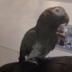 african-grey-parrot-really-tame-inc-cage-n-toys-other-akhtar-abad