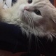 persian-cat-for-sale-persian-cats-lahore-4